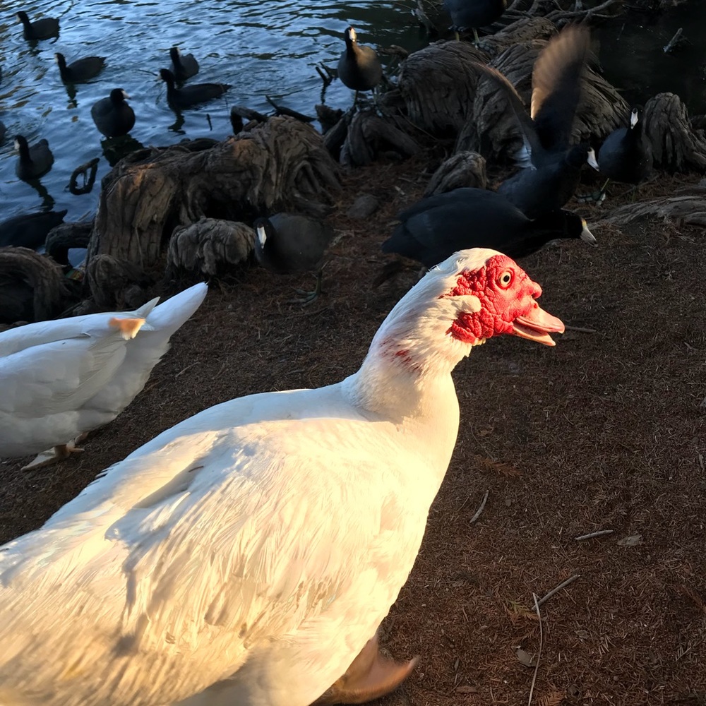 Meet your Posher, Dayana